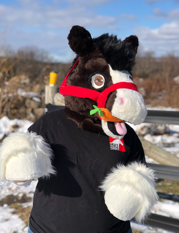 Duke-Clydesdale-2018